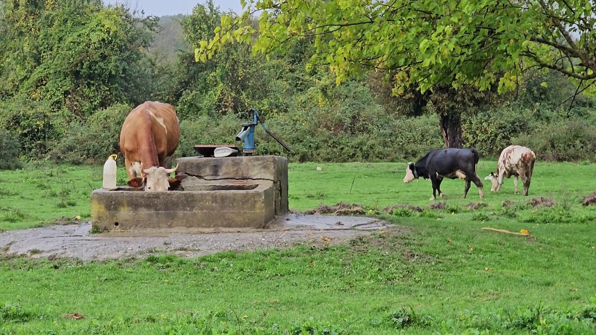 Zonguldak'ta tüyler ürperten olay! Su kuyusunda kadın cesedi bulundu... - 2. Resim