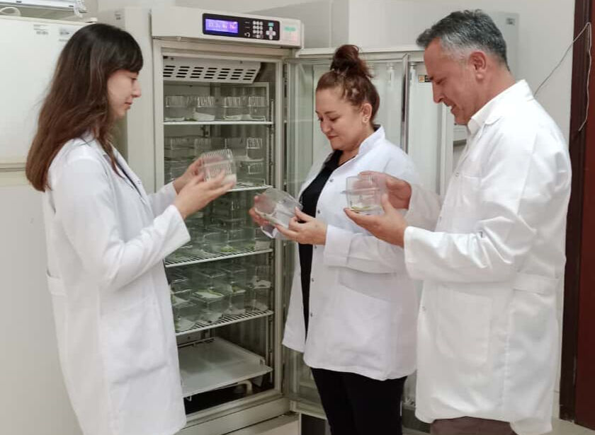 37 ile yayıldı, fındık üreticisini vurdu! Kahverengi kokarca böceğine karşı Samuray arıcıkları sahada 37 ile yayıldı, fındık üreticisini vurdu! Kahverengi kokarca böceğine karşı Samuray arıcıkları sahada - 3. Resim