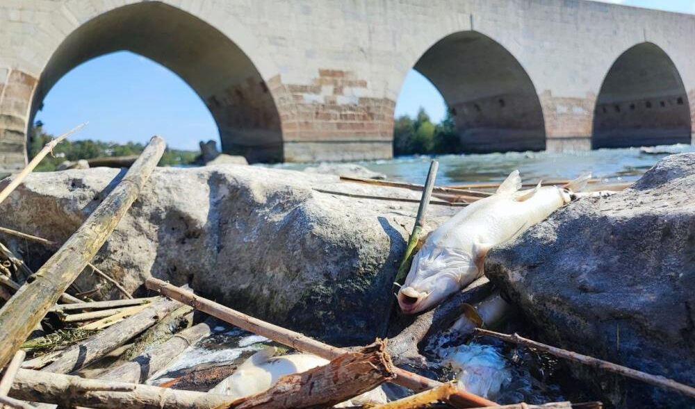 Ceyhan Nehri alarm veriyor! Kirlilik nedeniyle balıklar telef oldu - 1. Resim