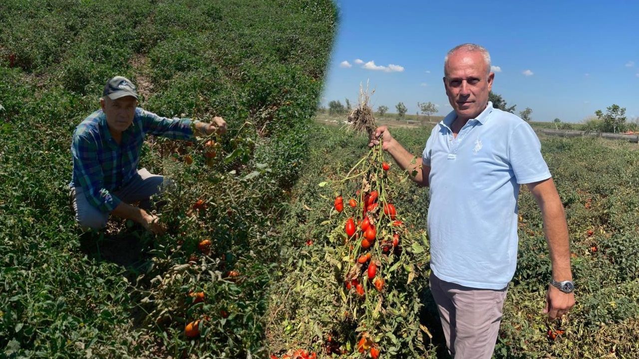 Yaşam