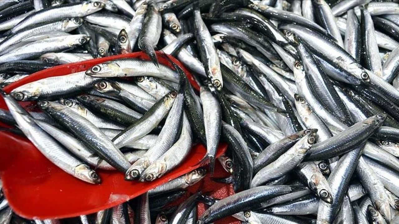 Ekonomi - Hamsi bollaştı, fiyat düştü! Kilosu bakın kaç lira oldu