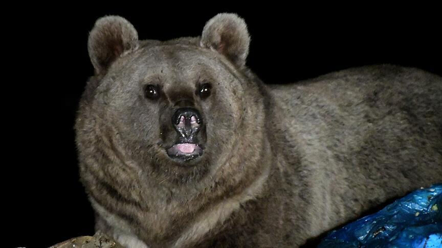 Japonya'da koşuya çıkan sporcuya ayı saldırdı!