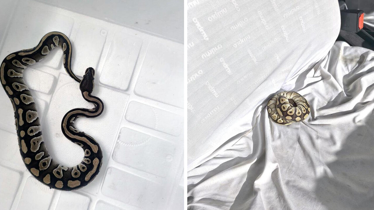 Konya'da akılalmaz olay! Durdurulan şahsın cebinden yavru piton çıktı, polisler bile şaşırdı - 1. Resim