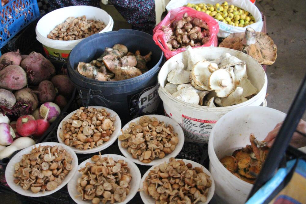 Ormandan kova kova mantar topladılar: Pazarda kilosunu 400 liradan sattılar! - 1. Resim