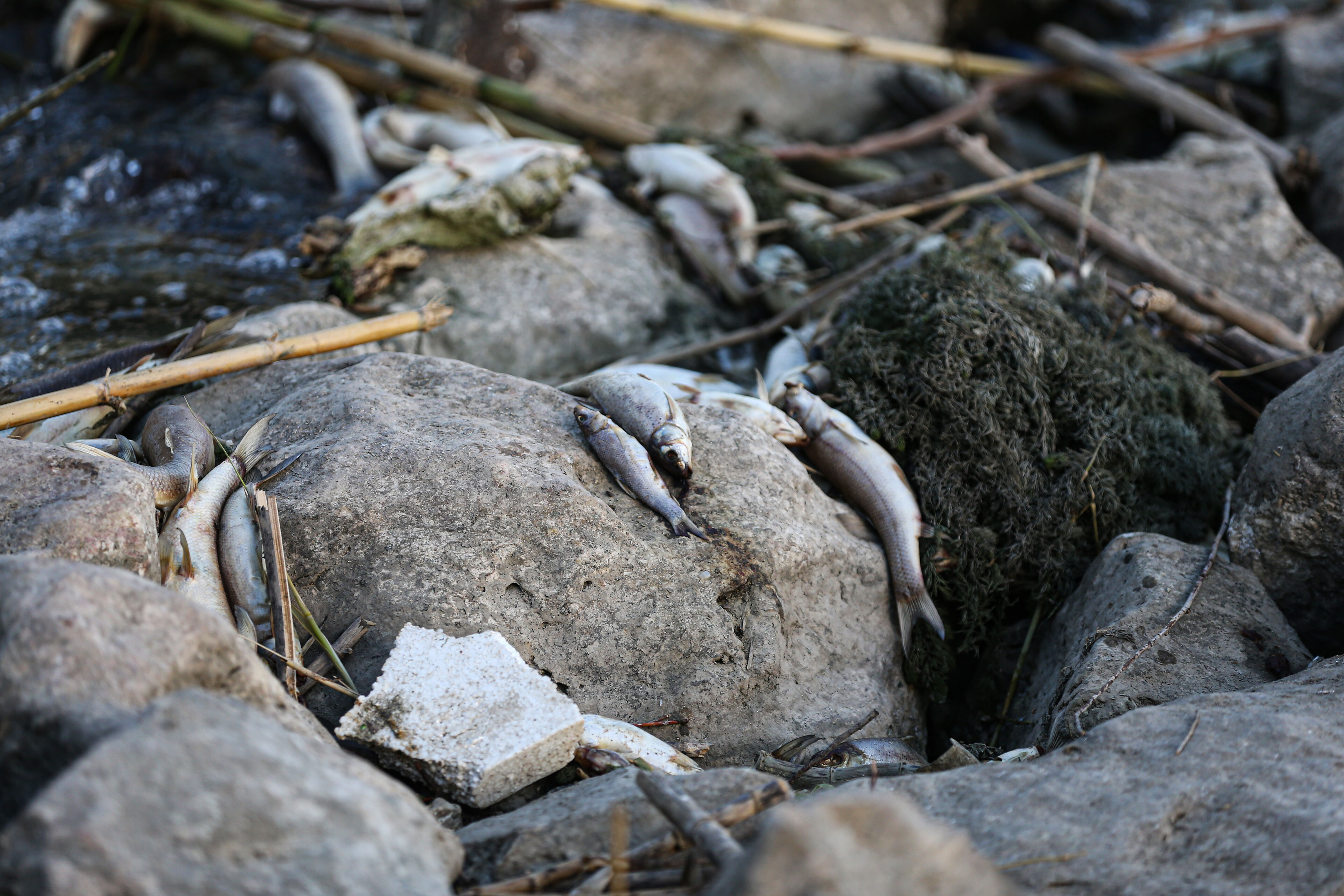 Sular siyaha döndü, balıklar kıyıya vurdu! Ceyhan Nehri yine alarm veriyor - 3. Resim
