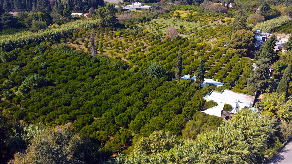 Tadı, kokusu ve aromasıyla eşi benzeri yok! Hasattan önce satışı başladı, beklenti yüksek - 3. Resim