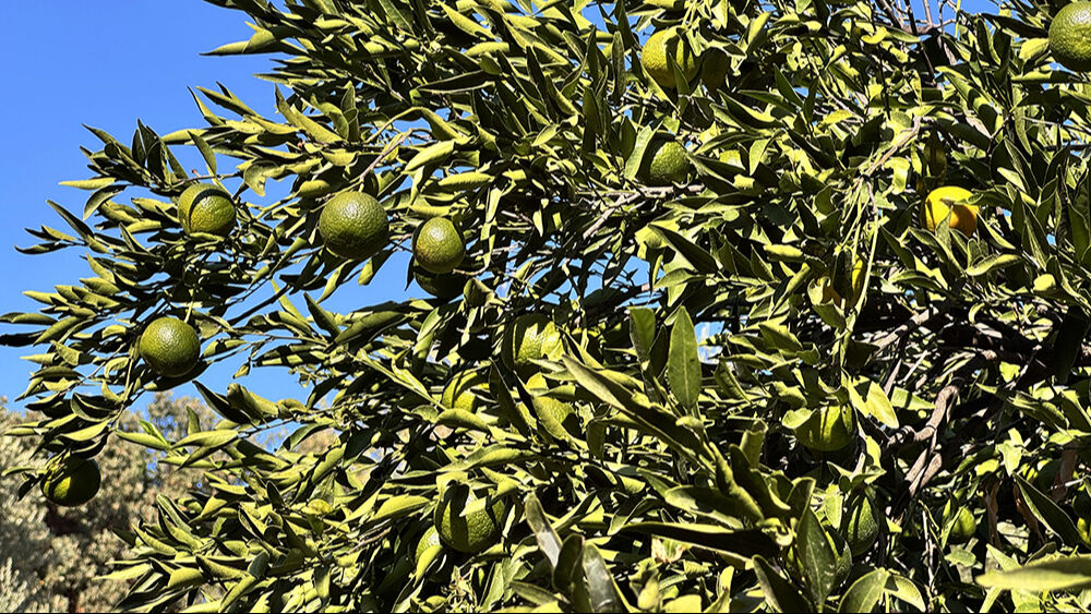 Tadı, kokusu ve aromasıyla eşi benzeri yok! Hasattan önce satışı başladı, beklenti yüksek - 1. Resim