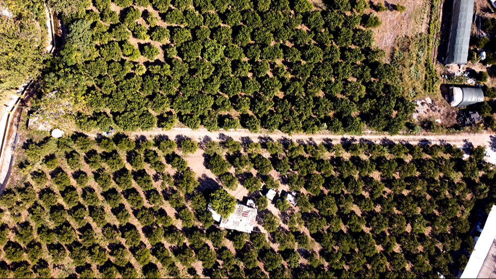 Tadı, kokusu ve aromasıyla eşi benzeri yok! Hasattan önce satışı başladı, beklenti yüksek - 5. Resim
