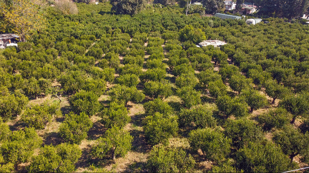 Tadı, kokusu ve aromasıyla eşi benzeri yok! Hasattan önce satışı başladı, beklenti yüksek - 4. Resim