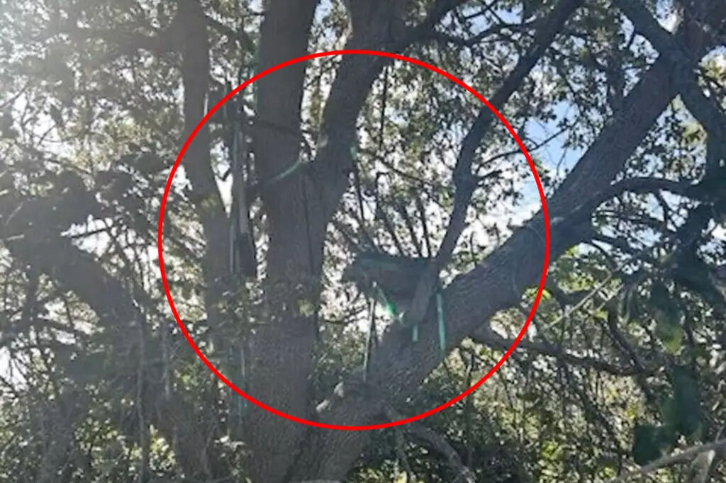 Trump’a suikast girişimi! FBI pist kenarında sniper kulesi buldu - 2. Resim