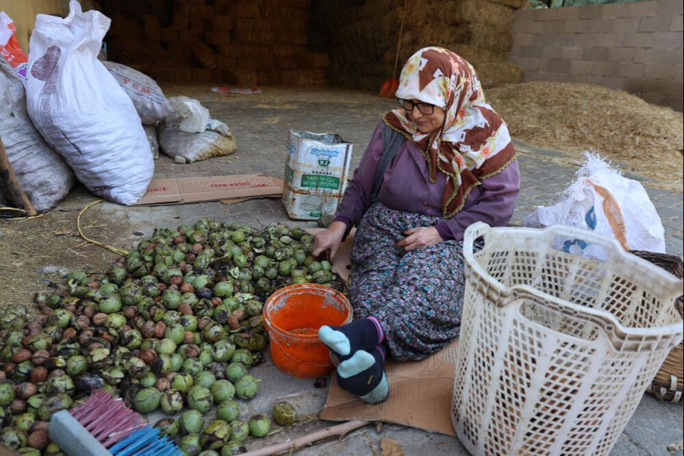 Cevizde hasat yapıldı! Bu yıl kilosu 150 lira civarında - 1. Resim