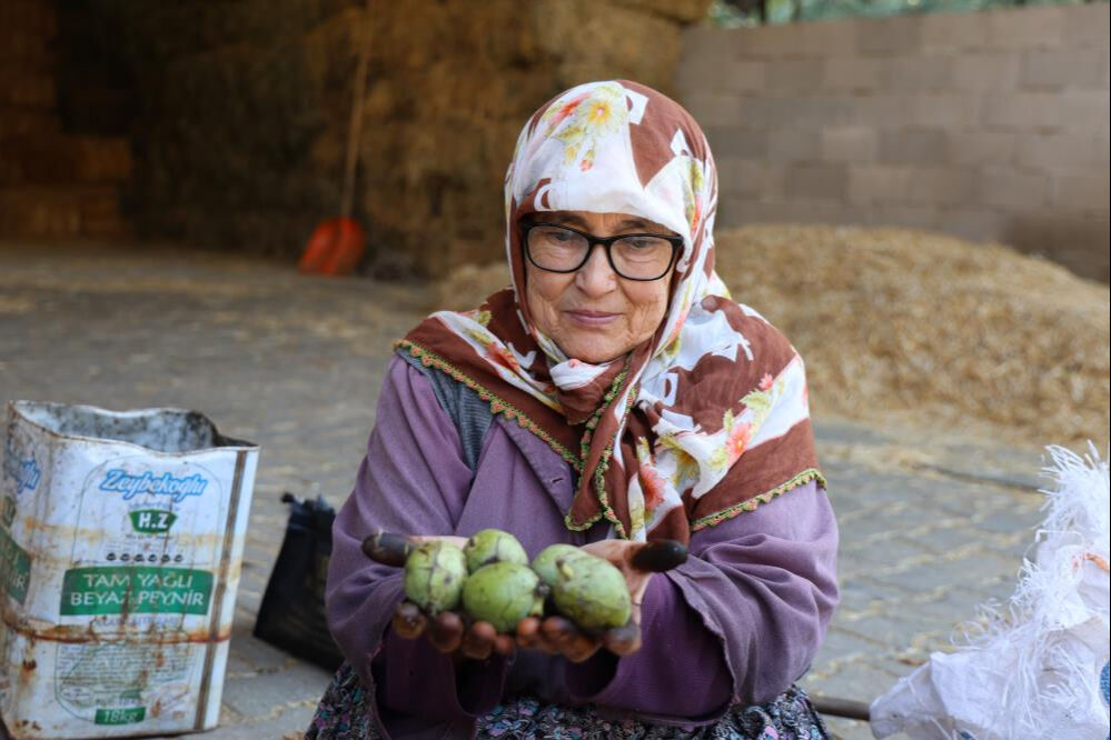 Cevizde hasat yapıldı! Bu yıl kilosu 150 lira civarında - 2. Resim