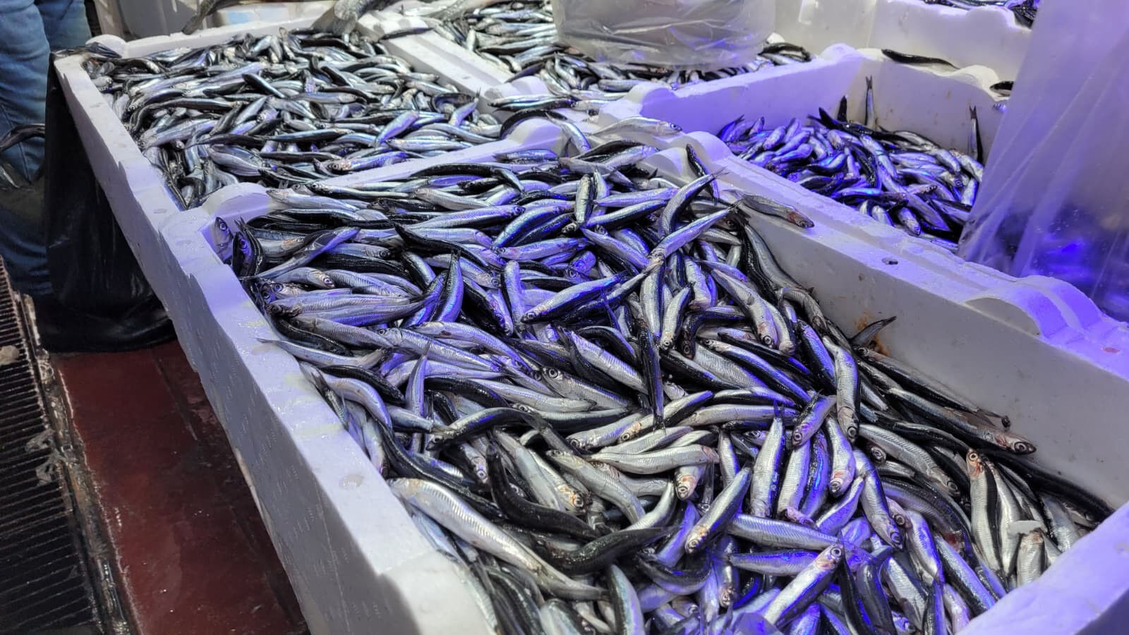 Hamsi ve istavrit 75 liraya düştü! Kapış kapış satılıyor - 2. Resim