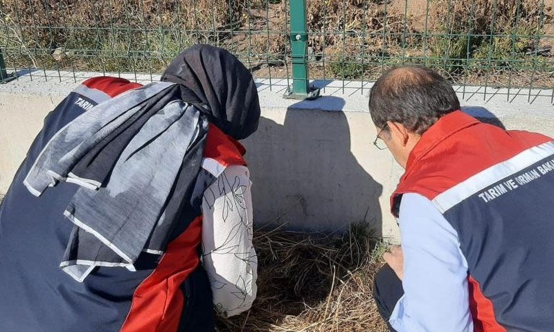 İklim değişti, tehlike yayıldı! Tarımı vuran böcek Sivas’ta görüldü - 2. Resim