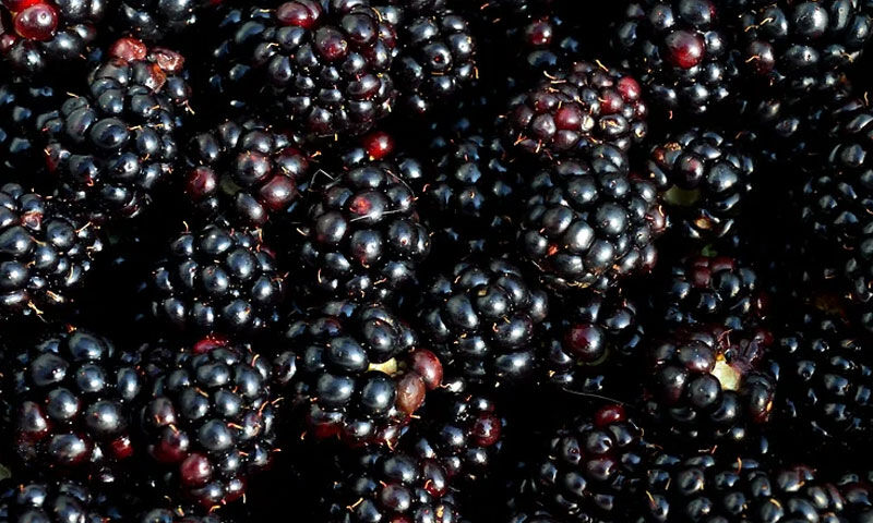 100’ün üzerinde hastalığa şifa… Kilosu 500 liradan alıcı buluyor - 1. Resim