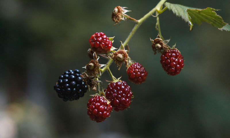 100’ün üzerinde hastalığa şifa… Kilosu 500 liradan alıcı buluyor - 2. Resim
