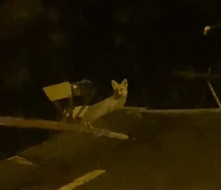 Ankara'da nöbet tutan vatandaş şoke oldu: Tavuk hırsızını yerde ararken gökte buldu! - 1. Resim