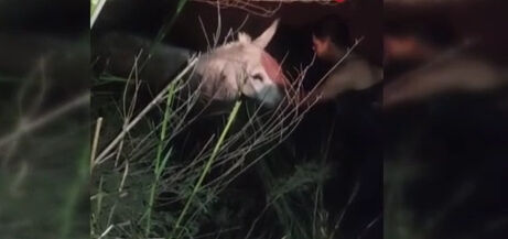Hatay'da balçığa saplanan eşeği kurtarmak için seferber oldu! Yanından ayrılmadı: başını okşayıp teselli etti - 2. Resim