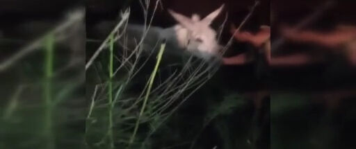 Hatay'da balçığa saplanan eşeği kurtarmak için seferber oldu! Yanından ayrılmadı: başını okşayıp teselli etti - 1. Resim