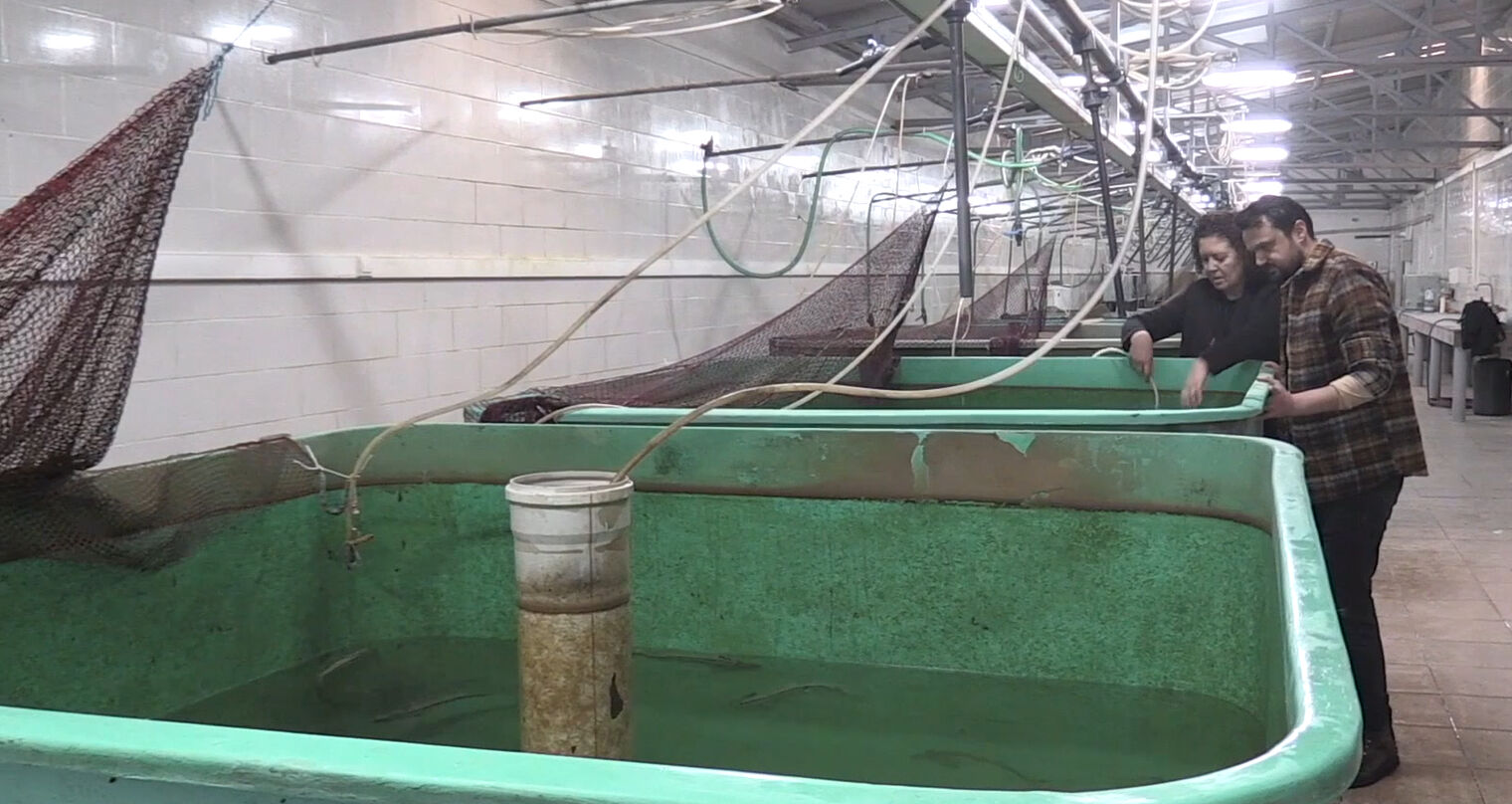 Nesli tükenmekte olan Mersin balığı için 4 ülke seferber oldu! - 2. Resim