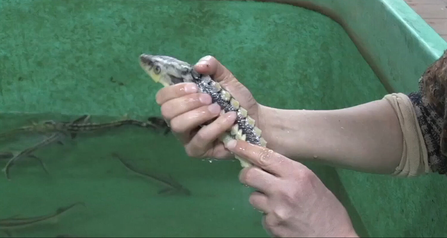 Nesli tükenmekte olan Mersin balığı için 4 ülke seferber oldu! - 1. Resim