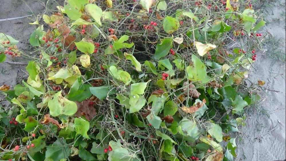 Toplamak için İstanbul'dan gelip çadırda kalıyorlar! 2026'ya 2 ay kala başladılar - 1. Resim