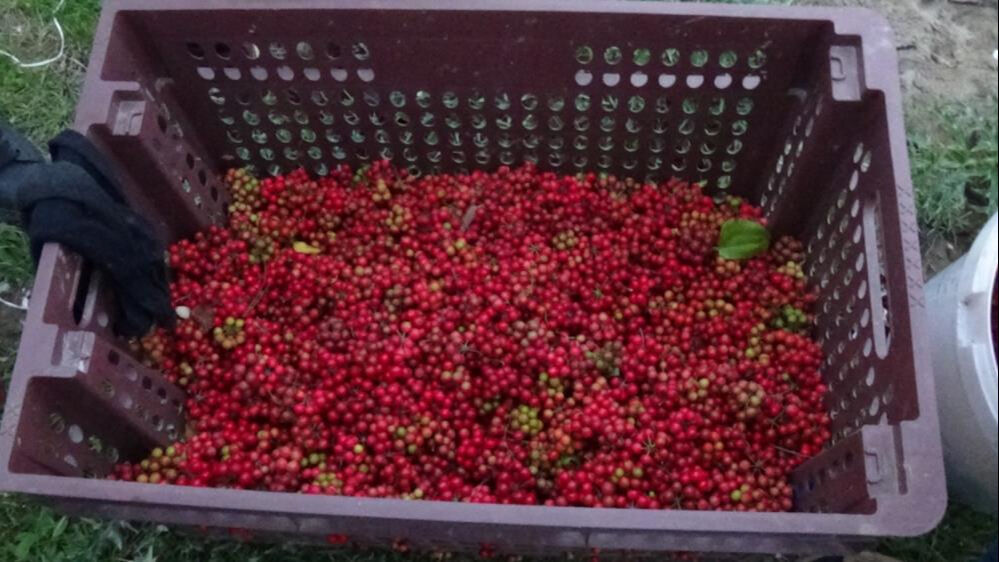 Toplamak için İstanbul'dan gelip çadırda kalıyorlar! 2026'ya 2 ay kala başladılar - 2. Resim