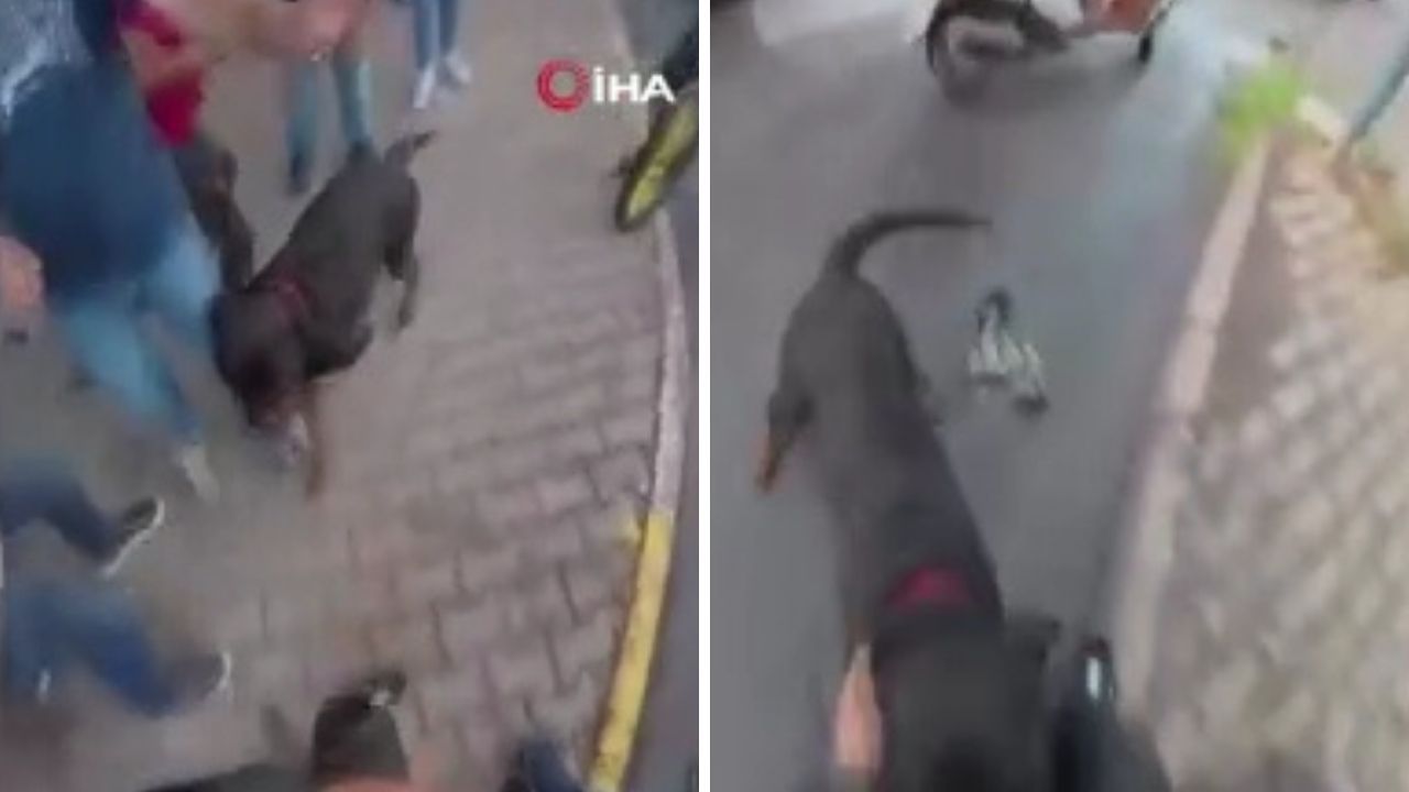  -'Rottweiler' cinsi köpek dehşet saçtı!