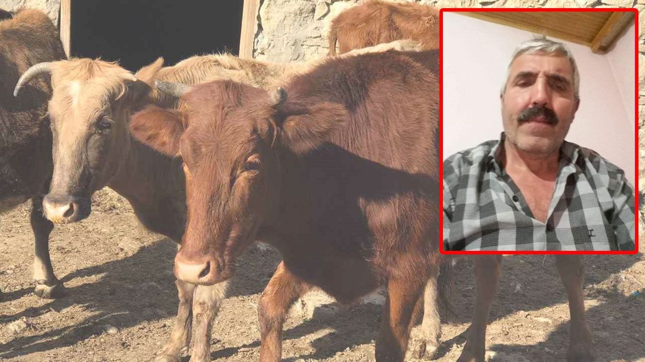 Ahırda feci kaza: Öküzün boynuz darbesi ölümle bitti Ahırda feci kaza: Öküzün boynuz darbesi ölümle bitti