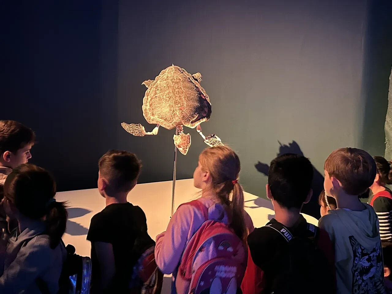 Bir zamanlar denizlerde süzülen devler şimdi sergide: 'Okyanusun Devleri'ne yoğun ilgi! Bir zamanlar denizlerde süzülen devler şimdi sergide: 'Okyanusun Devleri'ne yoğun ilgi! - 2. Resim