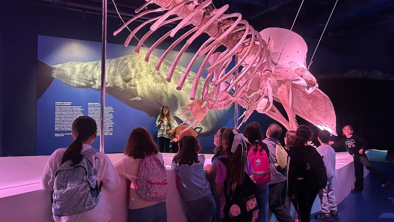 Bir zamanlar denizlerde süzülen devler şimdi sergide: 'Okyanusun Devleri'ne yoğun ilgi! Bir zamanlar denizlerde süzülen devler şimdi sergide: 'Okyanusun Devleri'ne yoğun ilgi! - 1. Resim