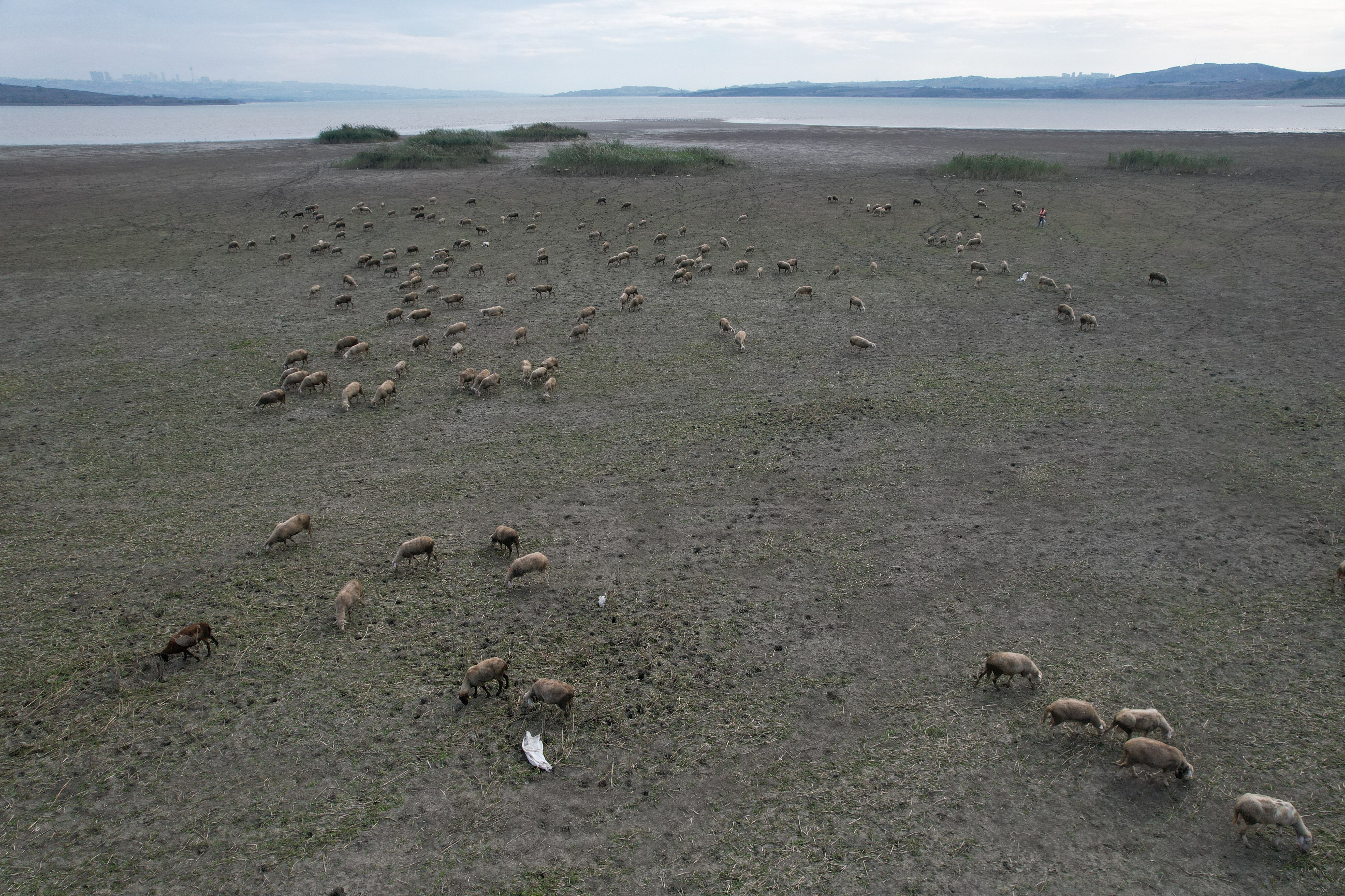 Büyükçekmece Gölü için çanlar çalıyor! Kuraklık başladı, su seviyesi diplerde - 1. Resim