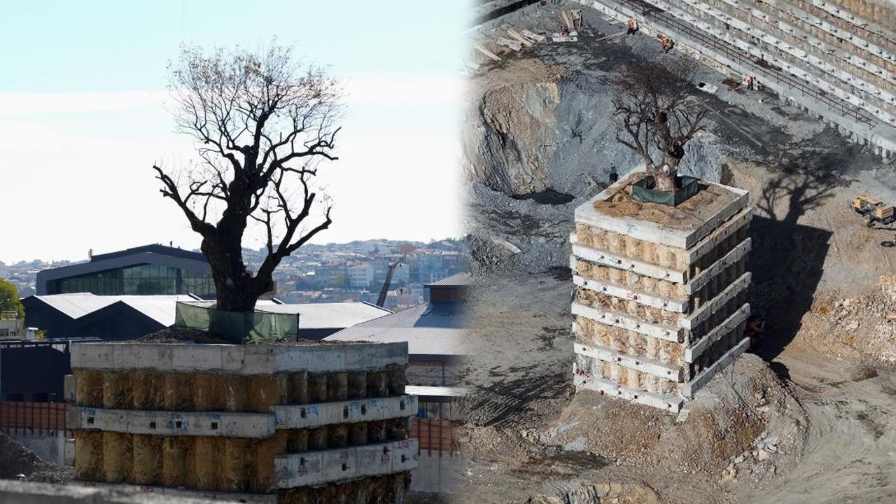 Yaşam