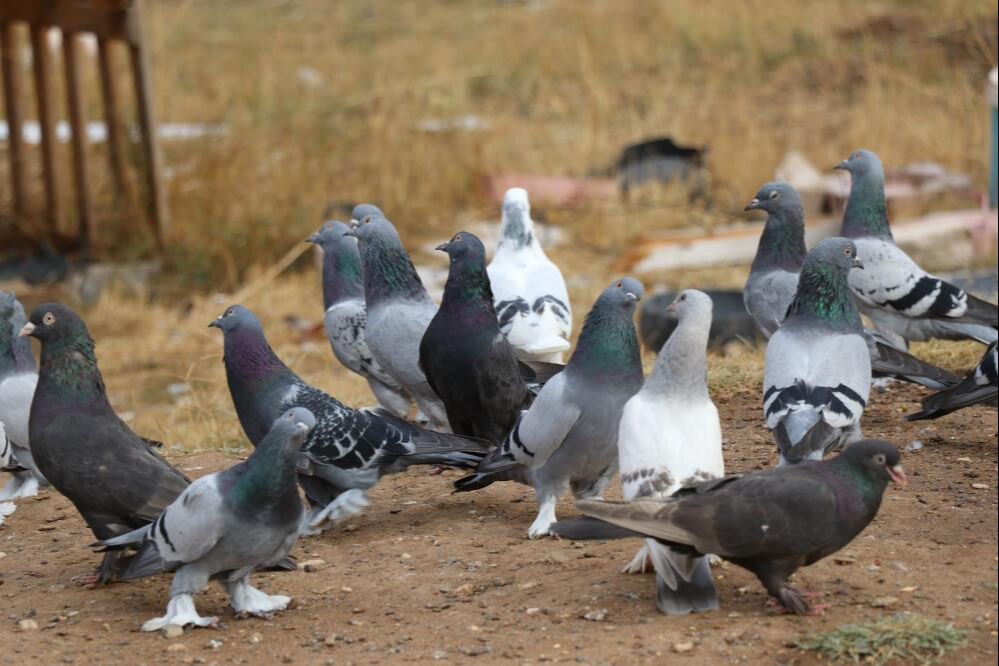 Sadece Sivas'a özgü: Yurt dışından bile talep yağıyor, değeri yarım milyondan fazla! - 1. Resim