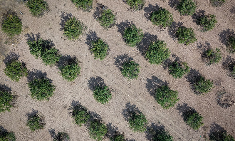 Şimdi hasat zamanı! 20 bin ailenin geçim kaynağı oldu… Duyan Malatya’ya akın ediyor Şimdi hasat zamanı! 20 bin ailenin geçim kaynağı oldu… Duyan Malatya’ya akın ediyor - 3. Resim