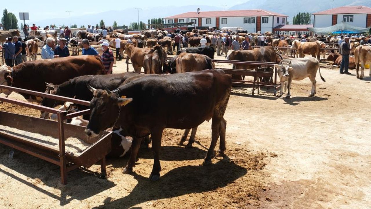 Bir il diken üstünde! 34 köyde şap karantinası Bir il diken üstünde! 34 köyde şap karantinası