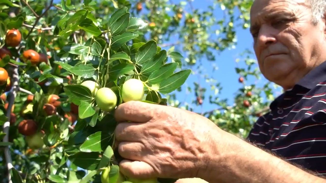 Talep patladı, ne budama istiyor ne gübre… Çiftçiler kazancından çok memnun Talep patladı, ne budama istiyor ne gübre… Çiftçiler kazancından çok memnun