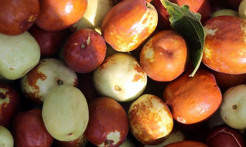 Talep patladı, ne budama istiyor ne gübre… Çiftçiler kazancından çok memnun - 1. Resim