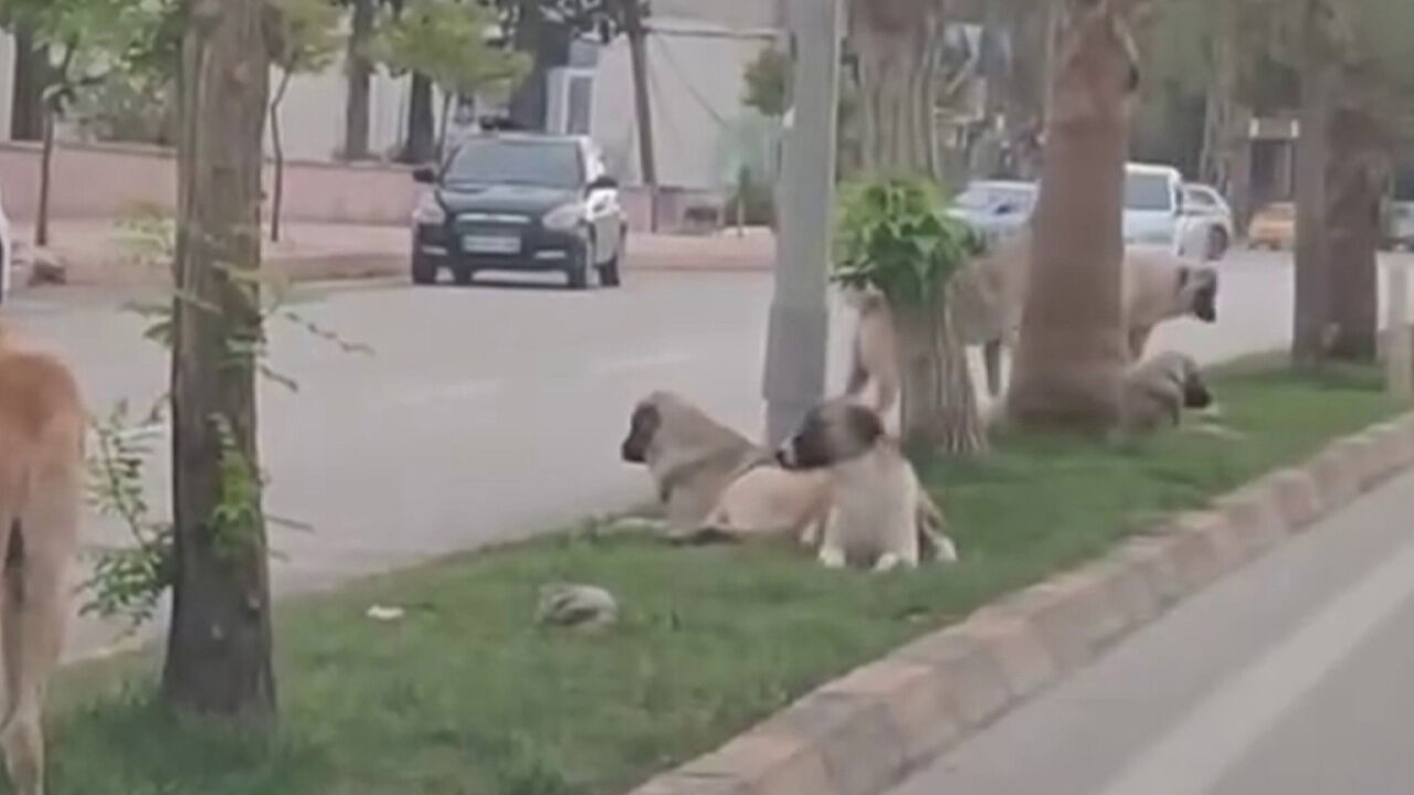 Gruplaşan sokak köpekleri tehlike saçıyor! Bebekli kadına da saldırdılar, çocuğa da Gruplaşan sokak köpekleri tehlike saçıyor! Bebekli kadına da saldırdılar, çocuğa da - 1. Resim