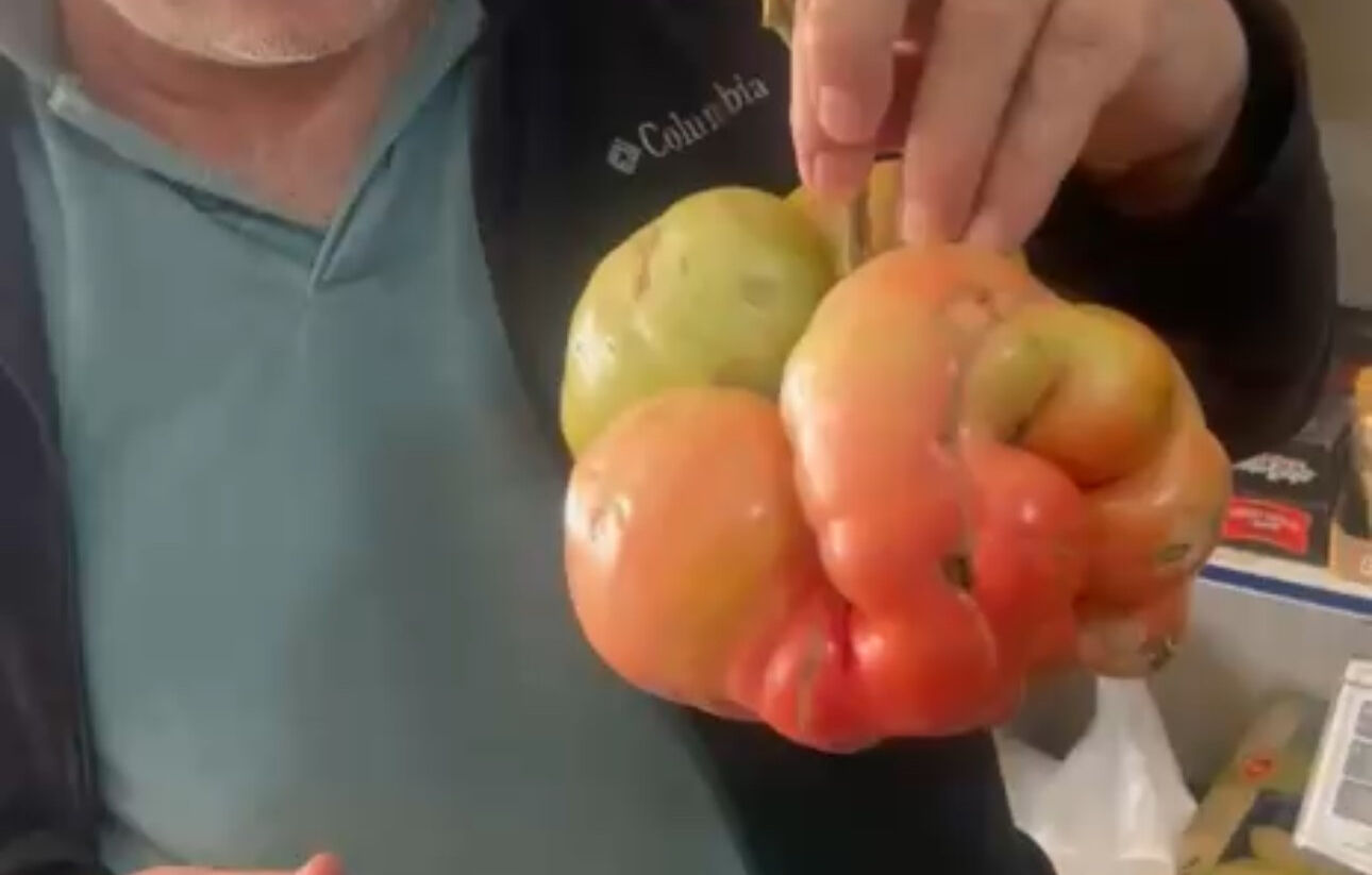 Neredeyse 1,5 kilo! Devasa domatesi görenler gözlerine inanamıyor Neredeyse 1,5 kilo! Devasa domatesi görenler gözlerine inanamıyor - 1. Resim