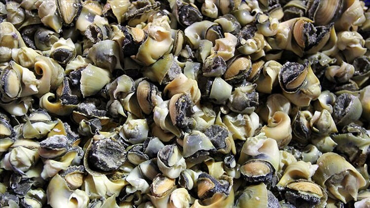 Türkiye’nin denizlerinden servet çıkıyor! 8 ülkeye 107 ton satıldı... 10 milyon dolarlık talep yağmuru Türkiye’nin denizlerinden servet çıkıyor! 8 ülkeye 107 ton satıldı... 10 milyon dolarlık talep yağmuru - 1. Resim