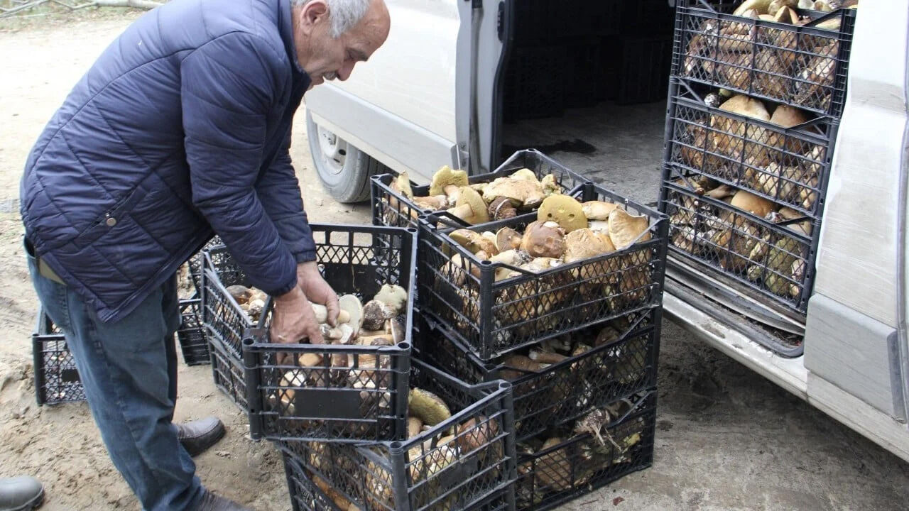 Bu ormanda servet yatıyor! Kilogramı 600 liradan satılıyor, 1 haftada 20 milyon lira kazanç Bu ormanda servet yatıyor! Kilogramı 600 liradan satılıyor, 1 haftada 20 milyon lira kazanç - 1. Resim