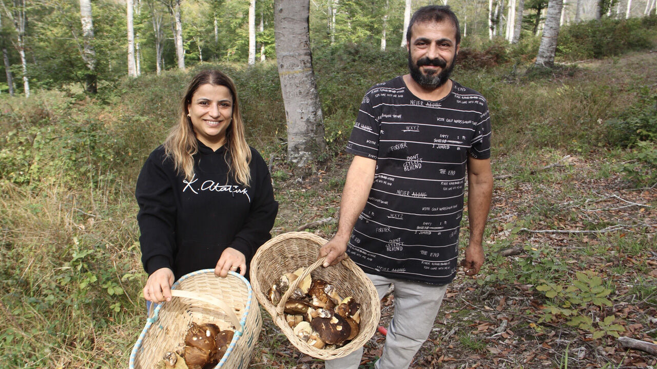 Bu ormanda servet yatıyor! Kilogramı 600 liradan satılıyor, 1 haftada 20 milyon lira kazanç Bu ormanda servet yatıyor! Kilogramı 600 liradan satılıyor, 1 haftada 20 milyon lira kazanç - 2. Resim