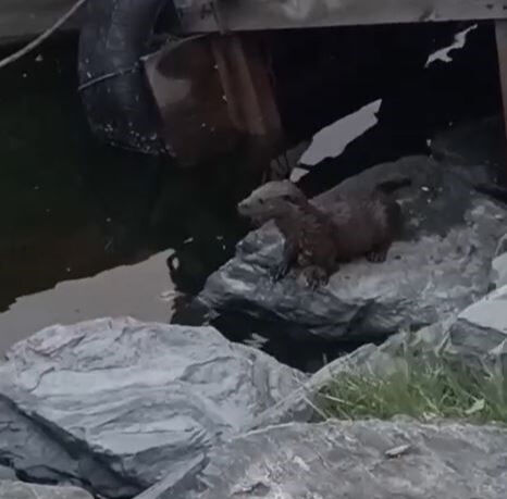 Görenleri şaşkına çevirdi! Nesli tükenmek üzere olan su samuru, Küçükçekmece'de görüldü Görenleri şaşkına çevirdi! Nesli tükenmek üzeydi: Su samuru, Küçükçekmece'de görüldü - 1. Resim
