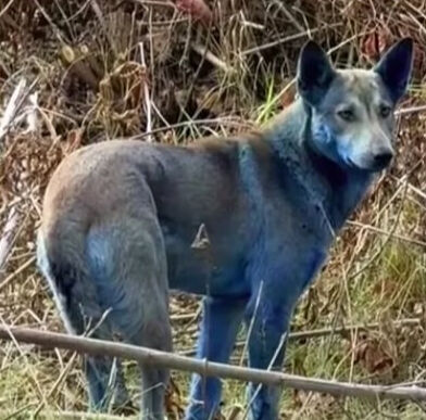 Çernobil'deki köpeklerde 'mavi tüy' gizemi! Yetkililer alarma geçti Çernobil'deki köpeklerde 'mavi tüy' gizemi! Yetkililer alarma geçti - 1. Resim