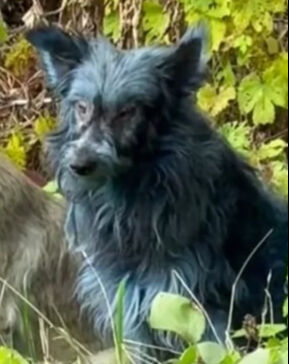 Çernobil'deki köpeklerde 'mavi tüy' gizemi! Yetkililer alarma geçti Çernobil'deki köpeklerde 'mavi tüy' gizemi! Yetkililer alarma geçti - 2. Resim