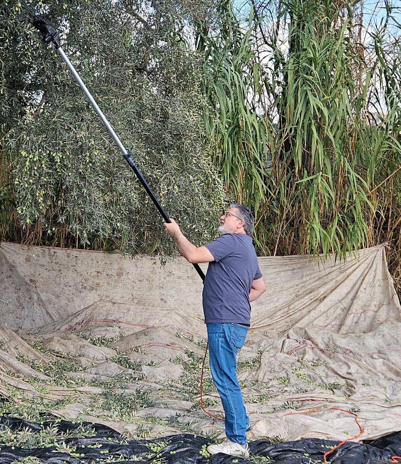Aydın'da hasat başladı! 1 milyon 750 bin ton üretilecek Aydın'da hasat başladı! 1 milyon 750 bin ton üretilecek - 1. Resim