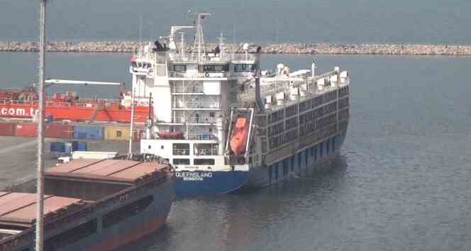Bandırma Limanı'nda 'yüzen ahır' krizi! 'Spiridon-II' gemisi günlerdir tahliye edilemiyor! Bandırma Limanı'nda 'yüzen ahır' krizi!