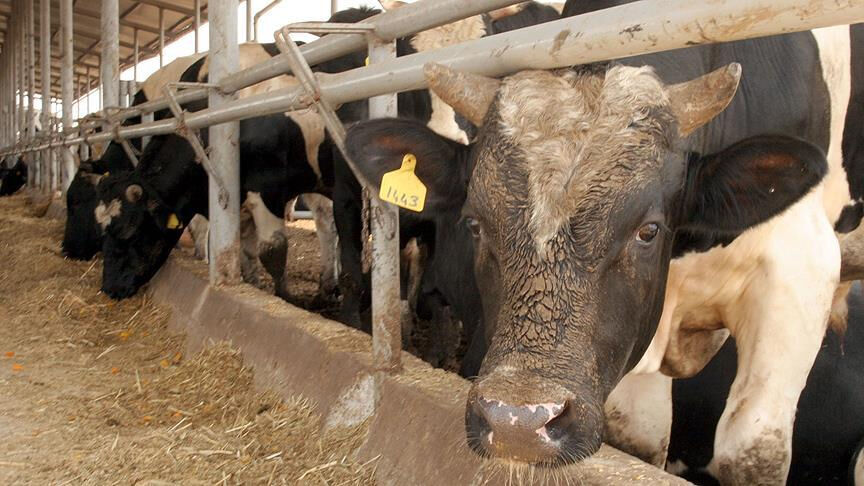 Deli dana hastalığı bulaşıcı mı, ölümcül mü? Deli dana hastalığı belirtileri gündemde! - 1. Resim