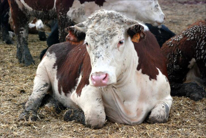 Deli dana hastalığı bulaşıcı mı, ölümcül mü? Deli dana hastalığı belirtileri gündemde! - 2. Resim